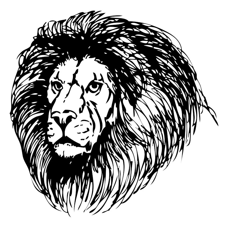 Head of a Lion with Prominent Mane Illustration